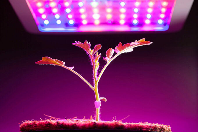 Die 5 Besten T8-LED-Wachstumslichter Im Test Für Zimmerpflanzen